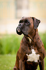 German Boxer Portrait
