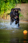 running German Boxer