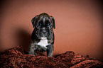 German Boxer Puppy
