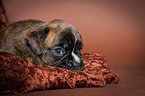 German Boxer Puppy