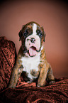 yawning German Boxer Puppy