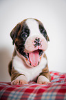 German Boxer Puppy
