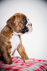German Boxer Puppy
