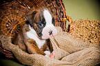 German Boxer Puppy