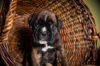 German Boxer Puppy