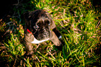 German Boxer Puppy