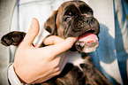 German Boxer Puppy