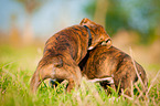German Boxer Puppy