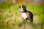 German Boxer Puppy