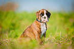German Boxer Puppy