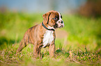 German Boxer Puppy