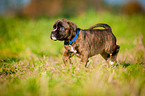 German Boxer Puppy