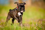 German Boxer Puppy
