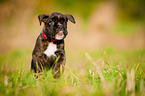 German Boxer Puppy