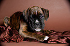 German Boxer Puppy