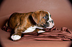 German Boxer Puppy