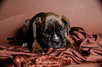German Boxer Puppy