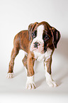 German Boxer Puppy
