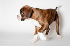 German Boxer Puppy