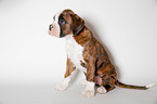 German Boxer Puppy