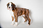 German Boxer Puppy