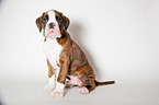 German Boxer Puppy