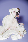 lying German Boxer