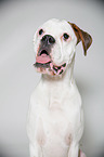 German Boxer Portrait