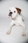 lying German Boxer