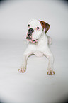 lying German Boxer