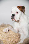 lying German Boxer