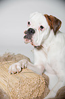 lying German Boxer