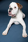 lying German Boxer