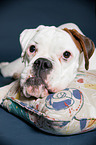 German Boxer Portrait