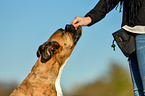 German Boxer Portrait