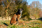 sitting German Boxer