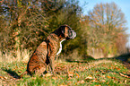 sitting German Boxer