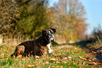 lying German Boxer