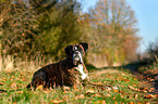 lying German Boxer