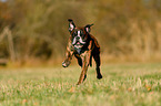 running German Boxer