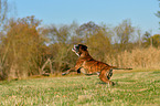 running German Boxer