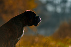 German Boxer Portrait
