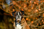 German Boxer Portrait