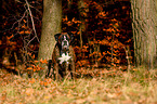 sitting German Boxer