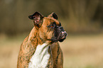 German Boxer