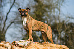 German Boxer
