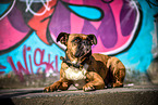 German Boxer