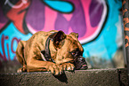 German Boxer