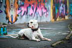 German Boxer