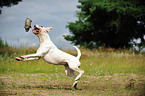 playing German Boxer